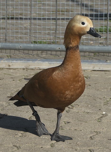 信号